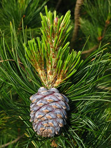 Pinus sibirica